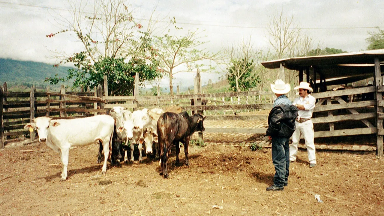 At the ranch - hombres acting cool by trying to catch a cow and hold it