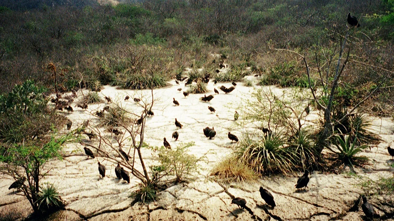 Recognise the nesting ground