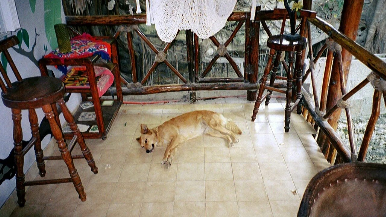 Pisha, Marion's dog