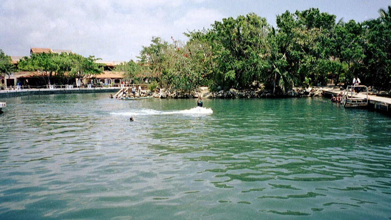 Dolphin swims