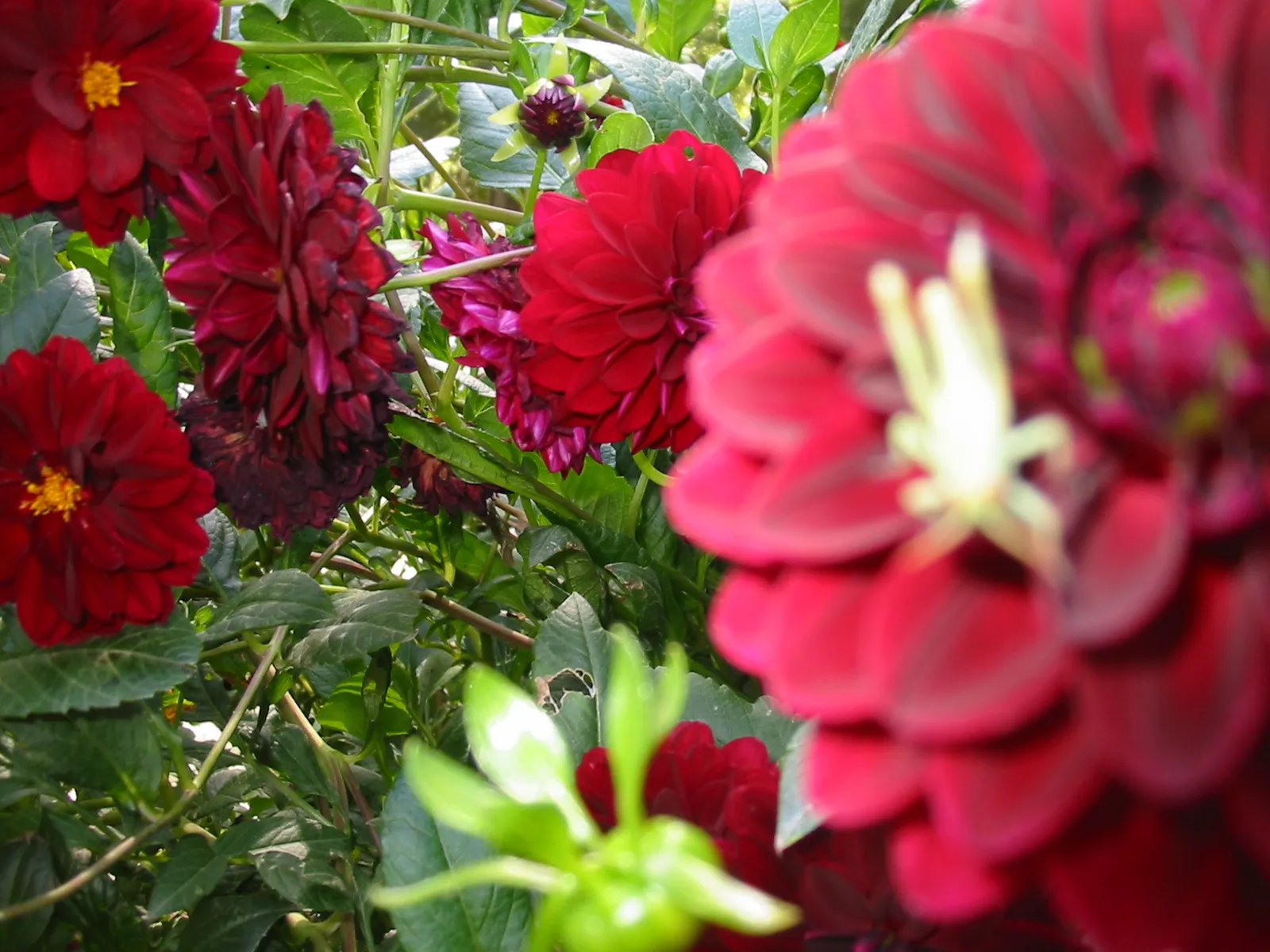Dahlias at the Botanical Gardens