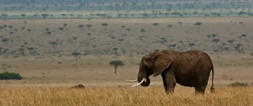 Sarova Salt Lick Lodge near Tsavo National Park